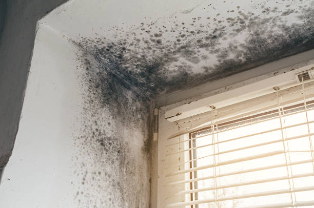 Affordable Mold Remediation solutions in Oak Hall, VA